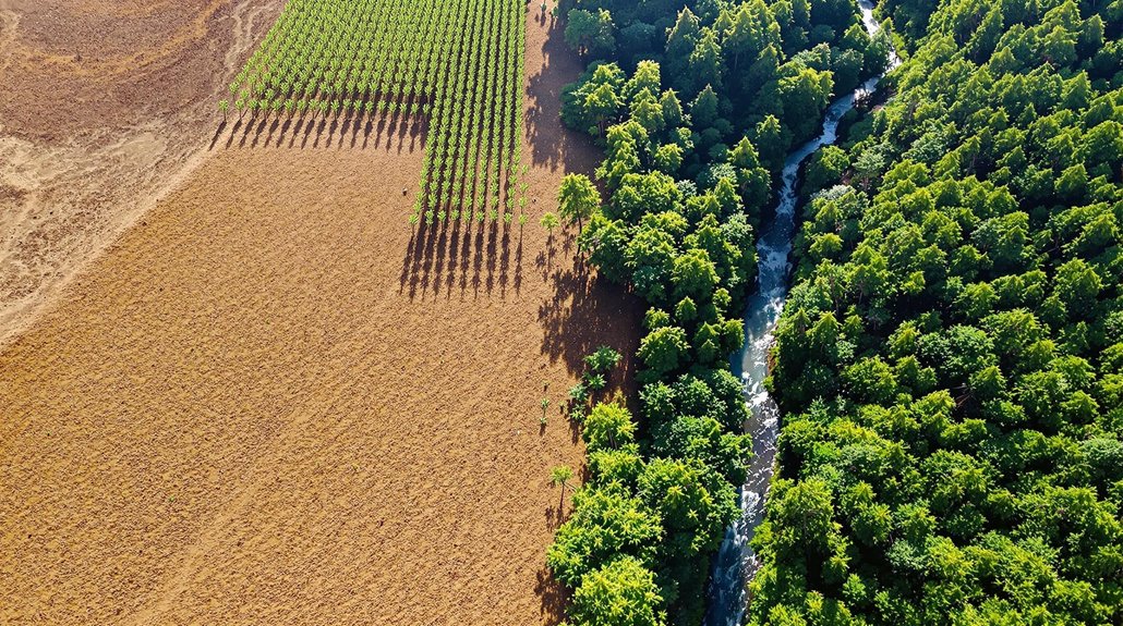 reforestation mitigates climate change